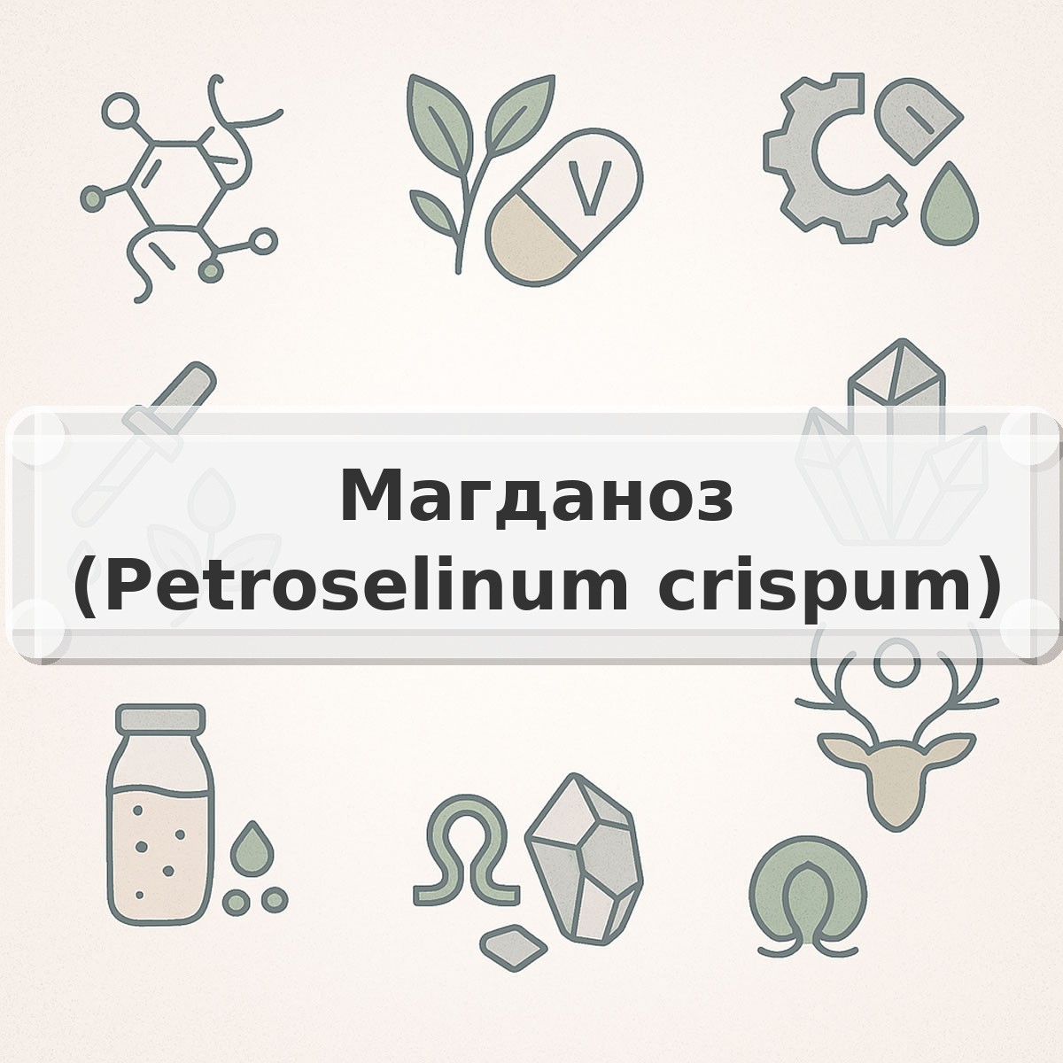 Магданоз (Petroselinum crispum)