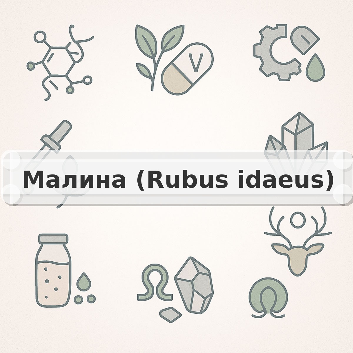 Малина (Rubus idaeus)
