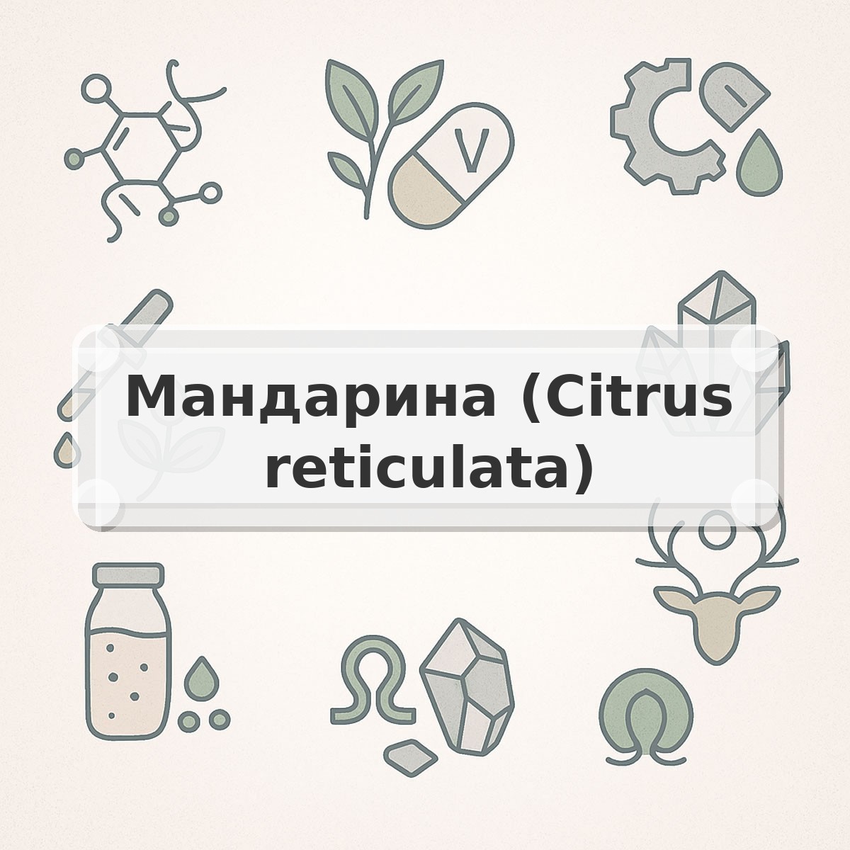 Мандарина (Citrus reticulata)