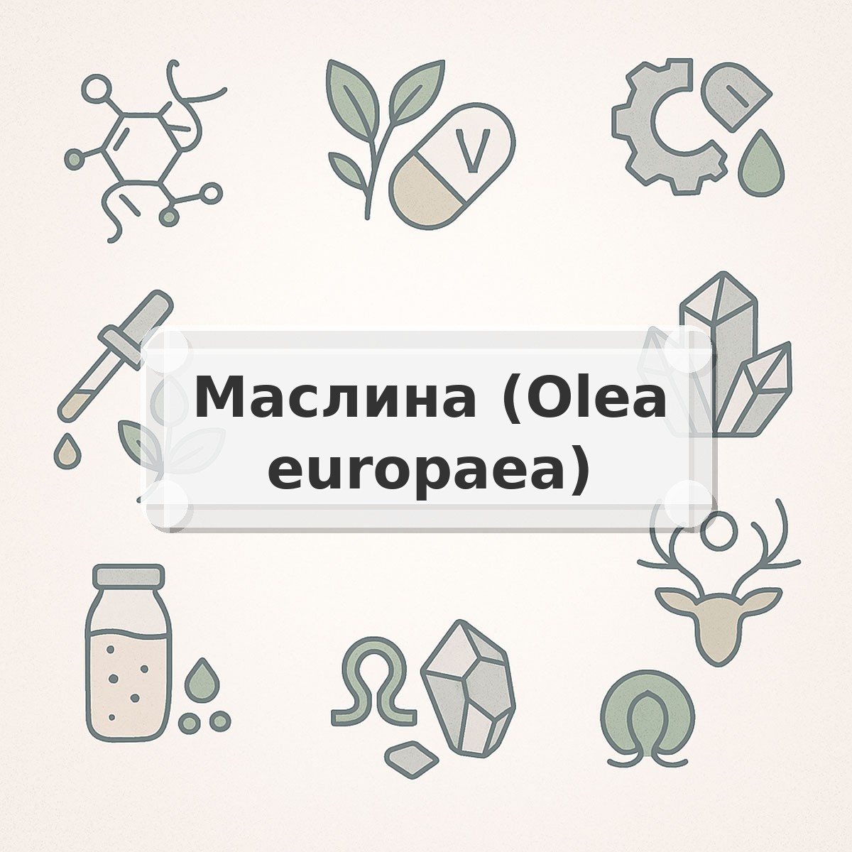 Маслина (Olea europaea)