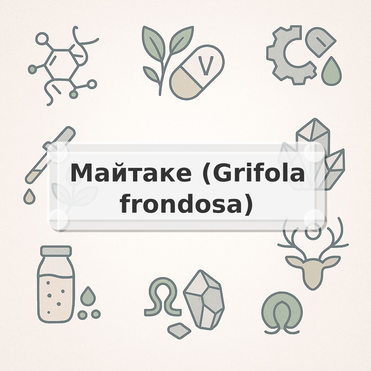 Майтаке (Grifola frondosa)