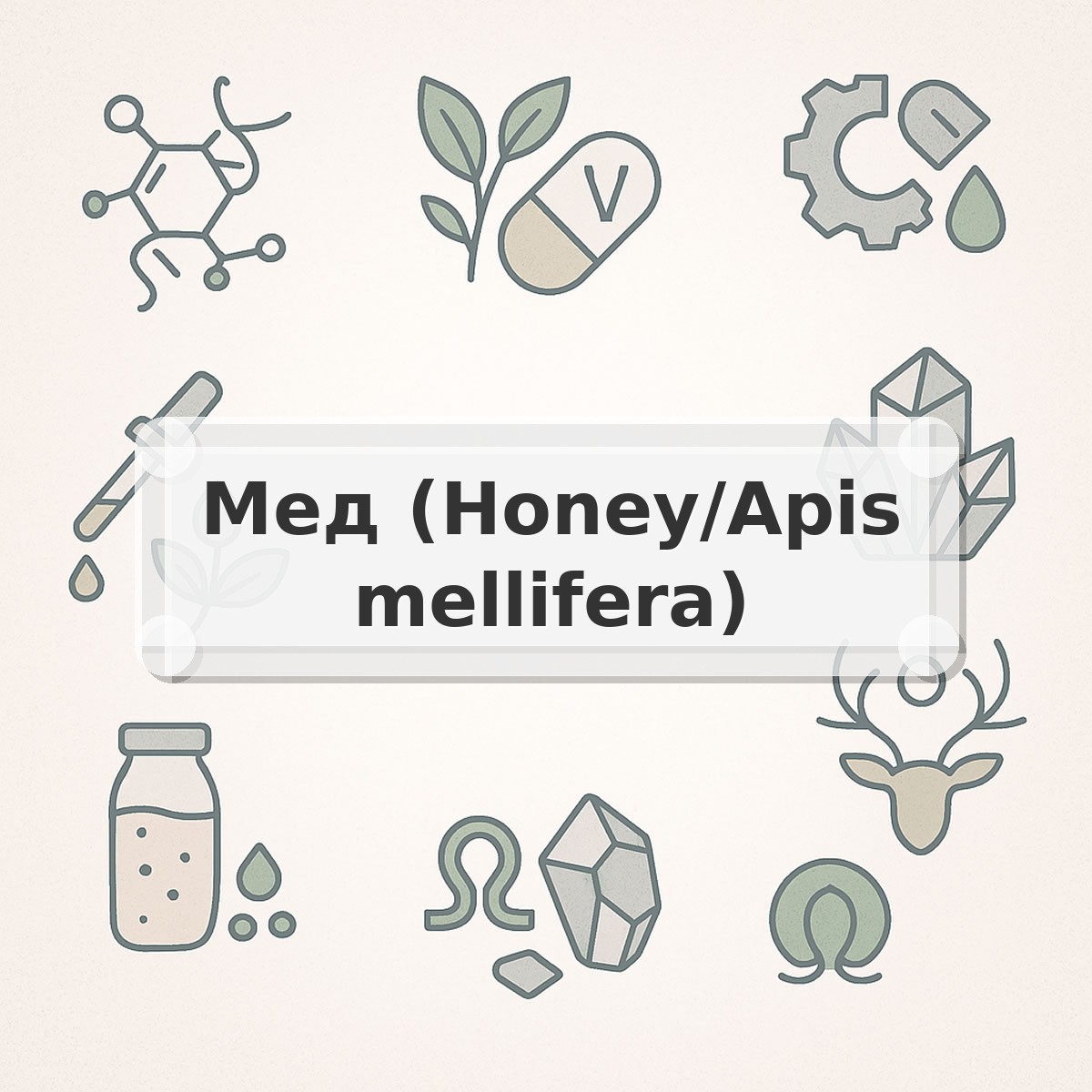 Мед (Honey/Apis mellifera)