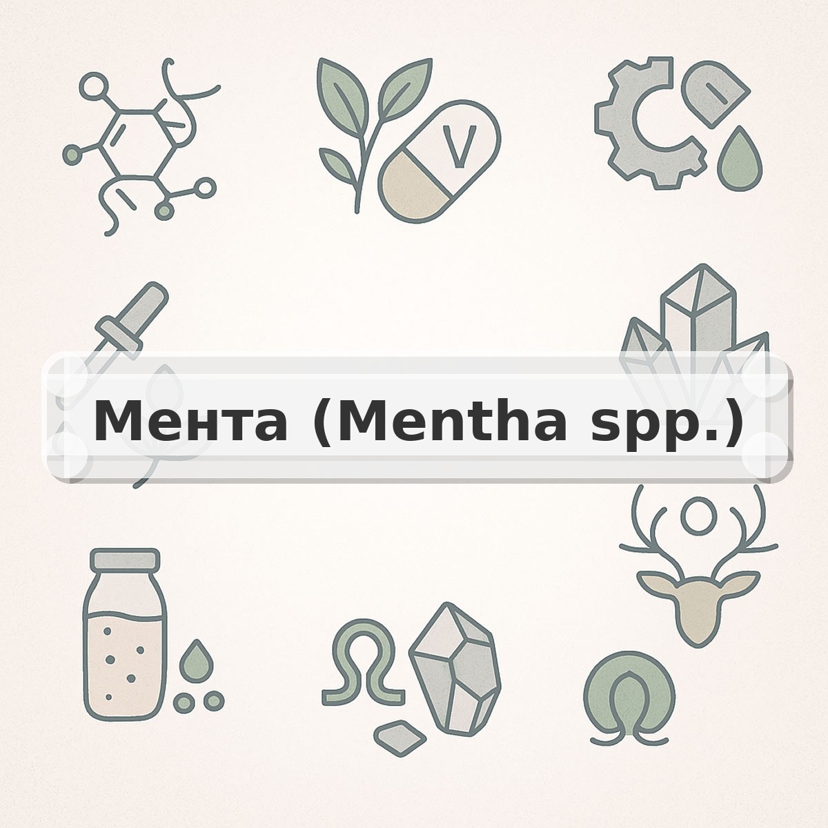 Мента (Mentha spp.)