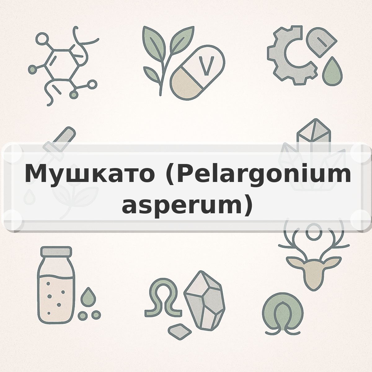Мушкато (Pelargonium asperum)