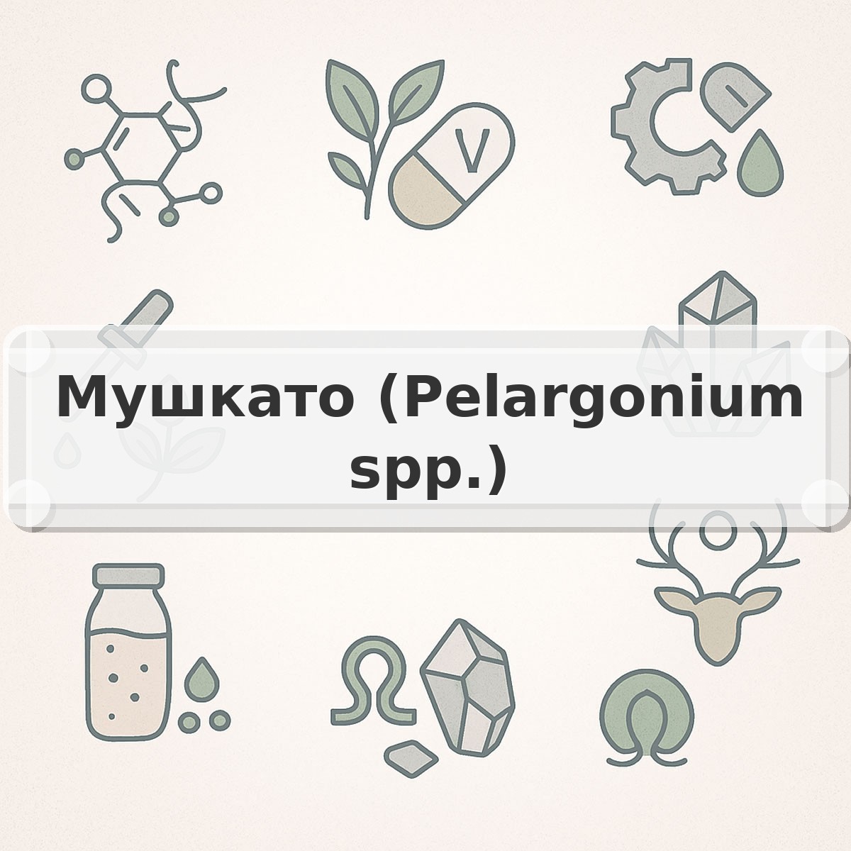 Мушкато (Pelargonium spp.)