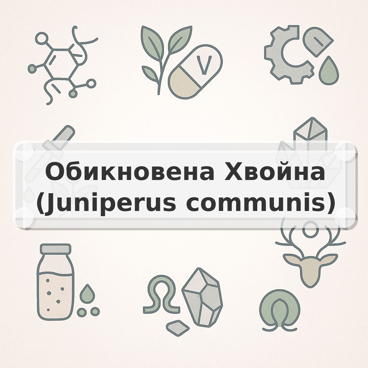 Обикновена Хвойна (Juniperus communis)