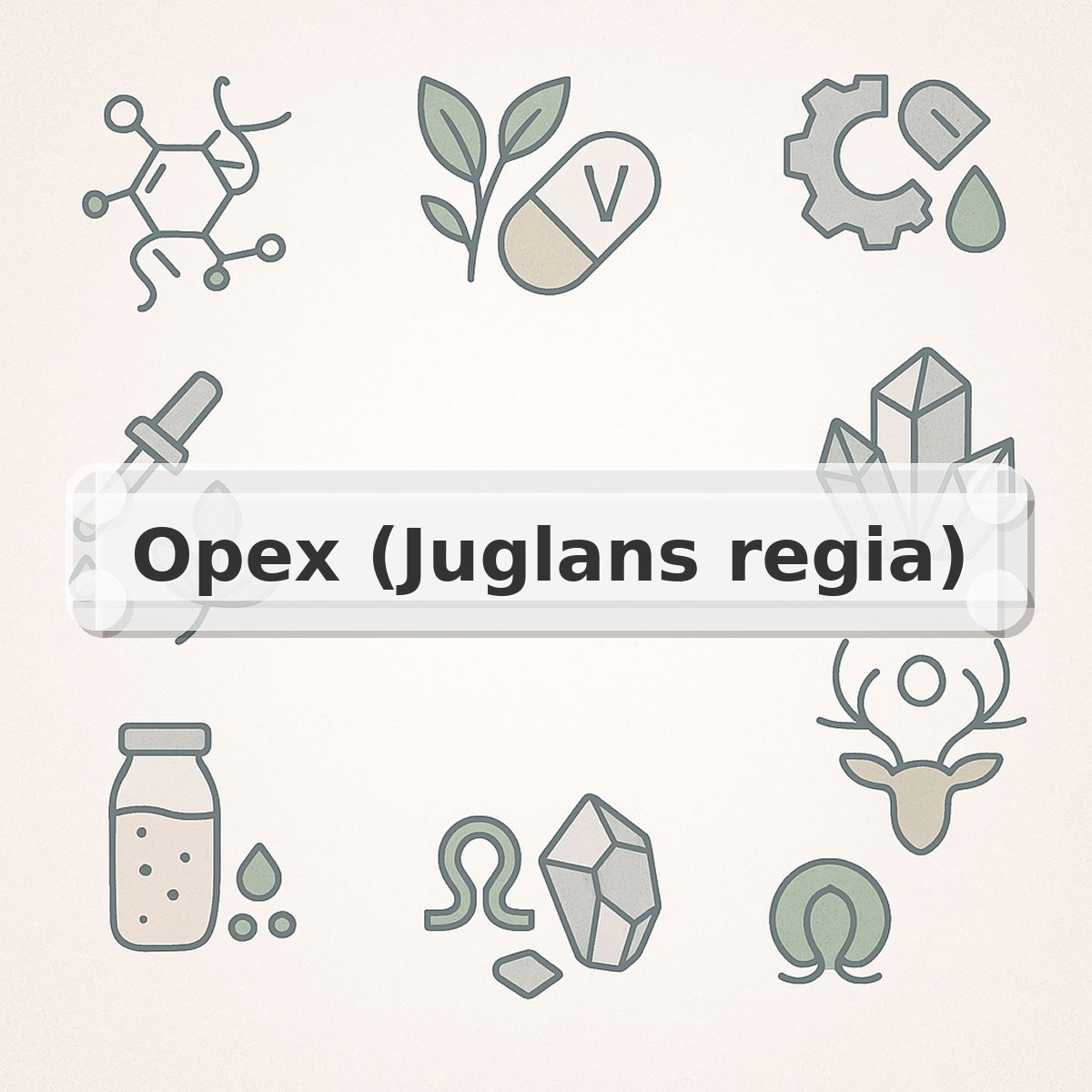 Орех (Juglans regia)
