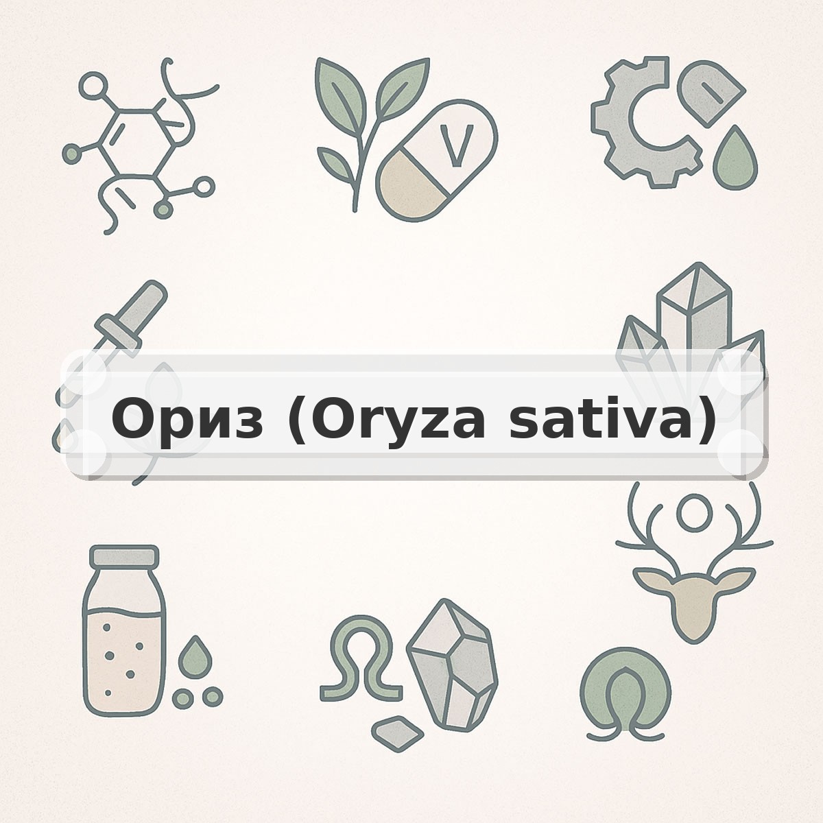Ориз (Oryza sativa)