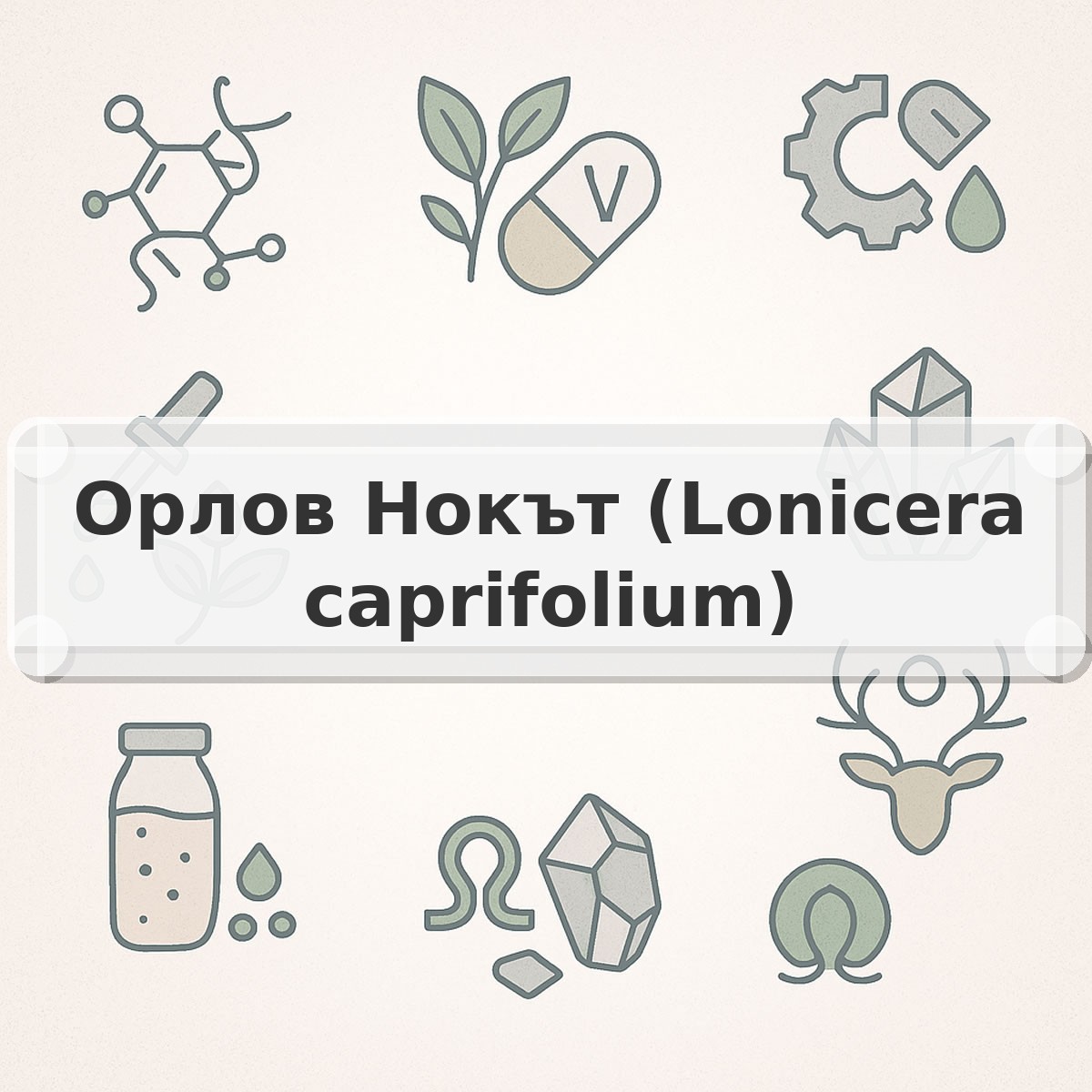 Орлов Нокът (Lonicera caprifolium)