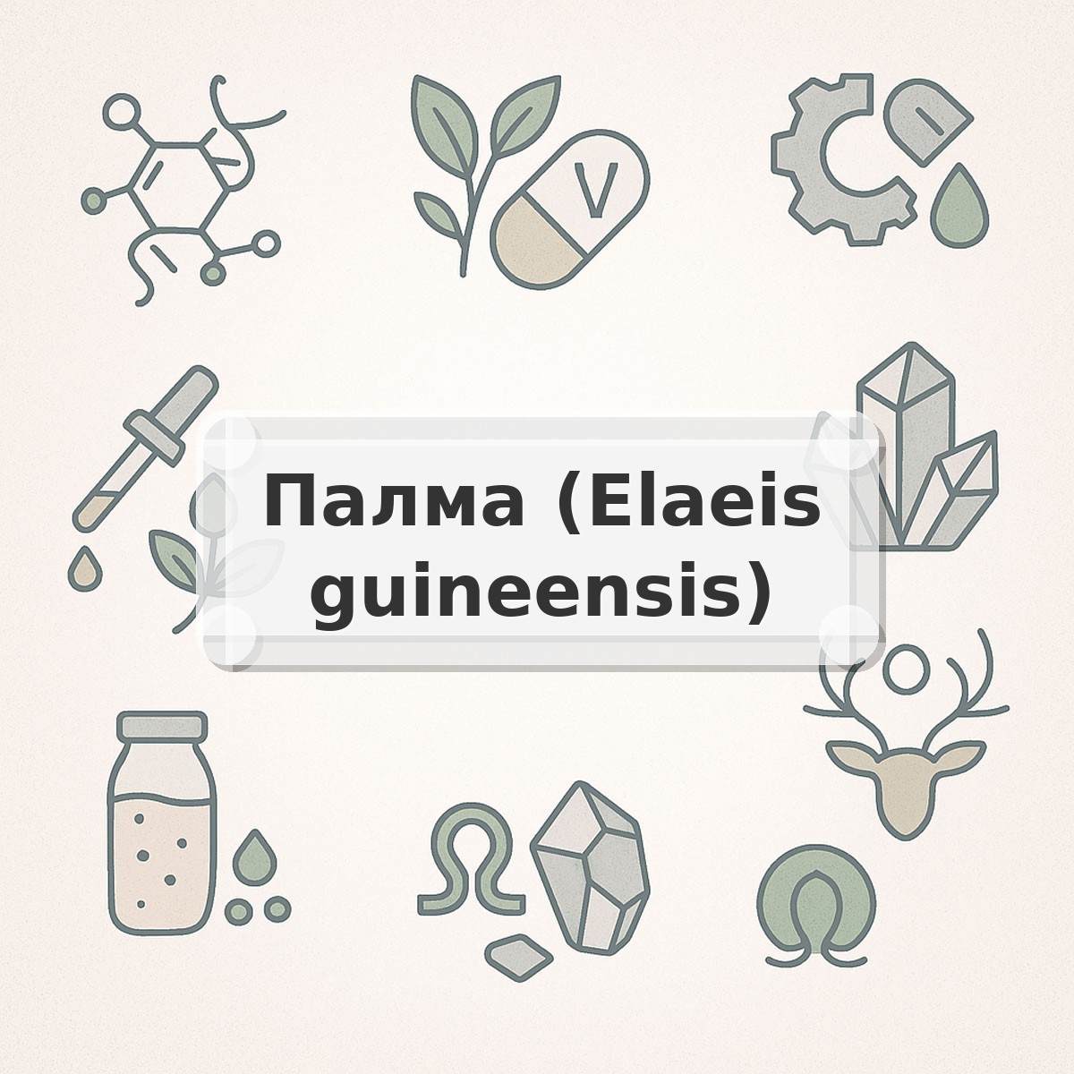 Палма (Elaeis guineensis)