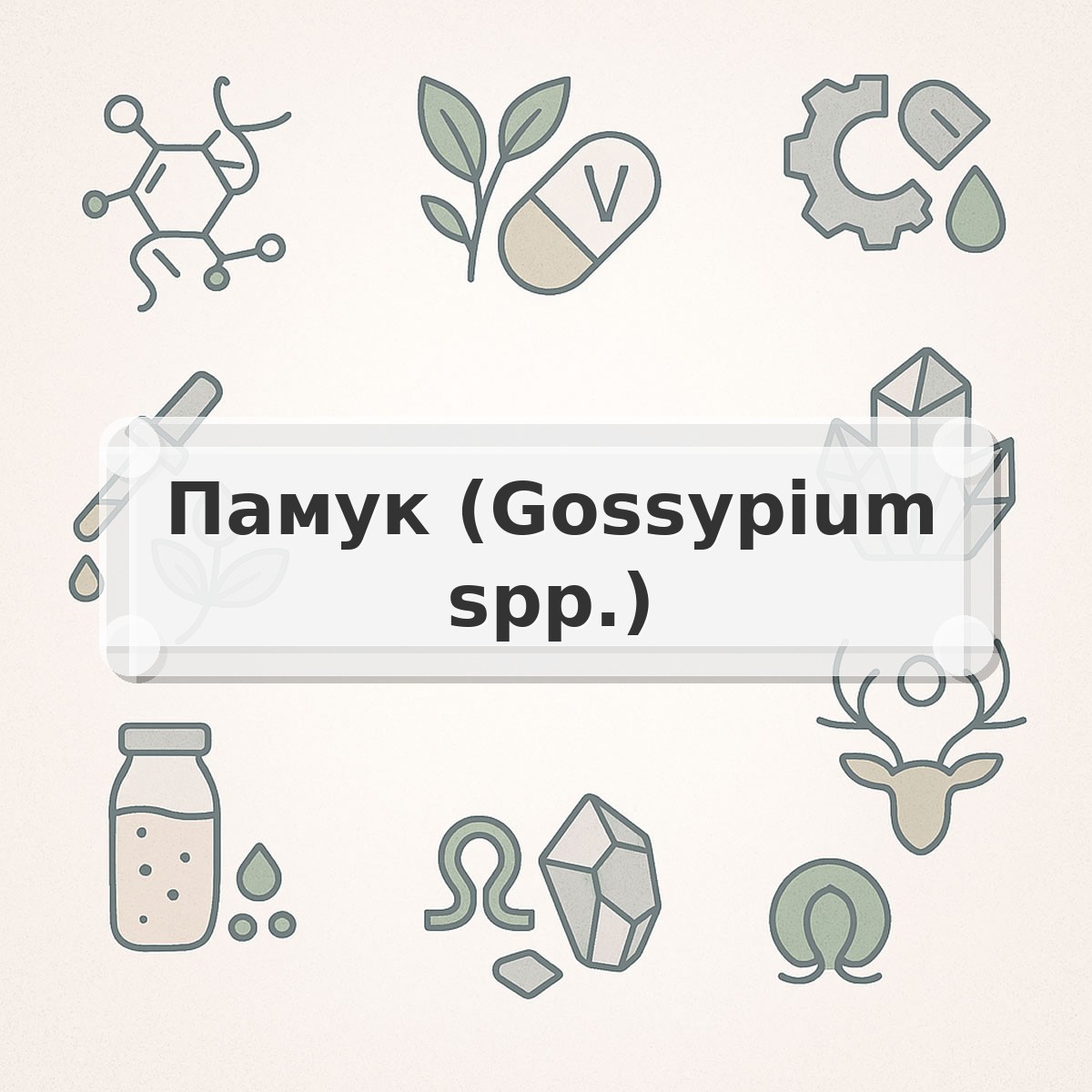 Памук (Gossypium spp.)