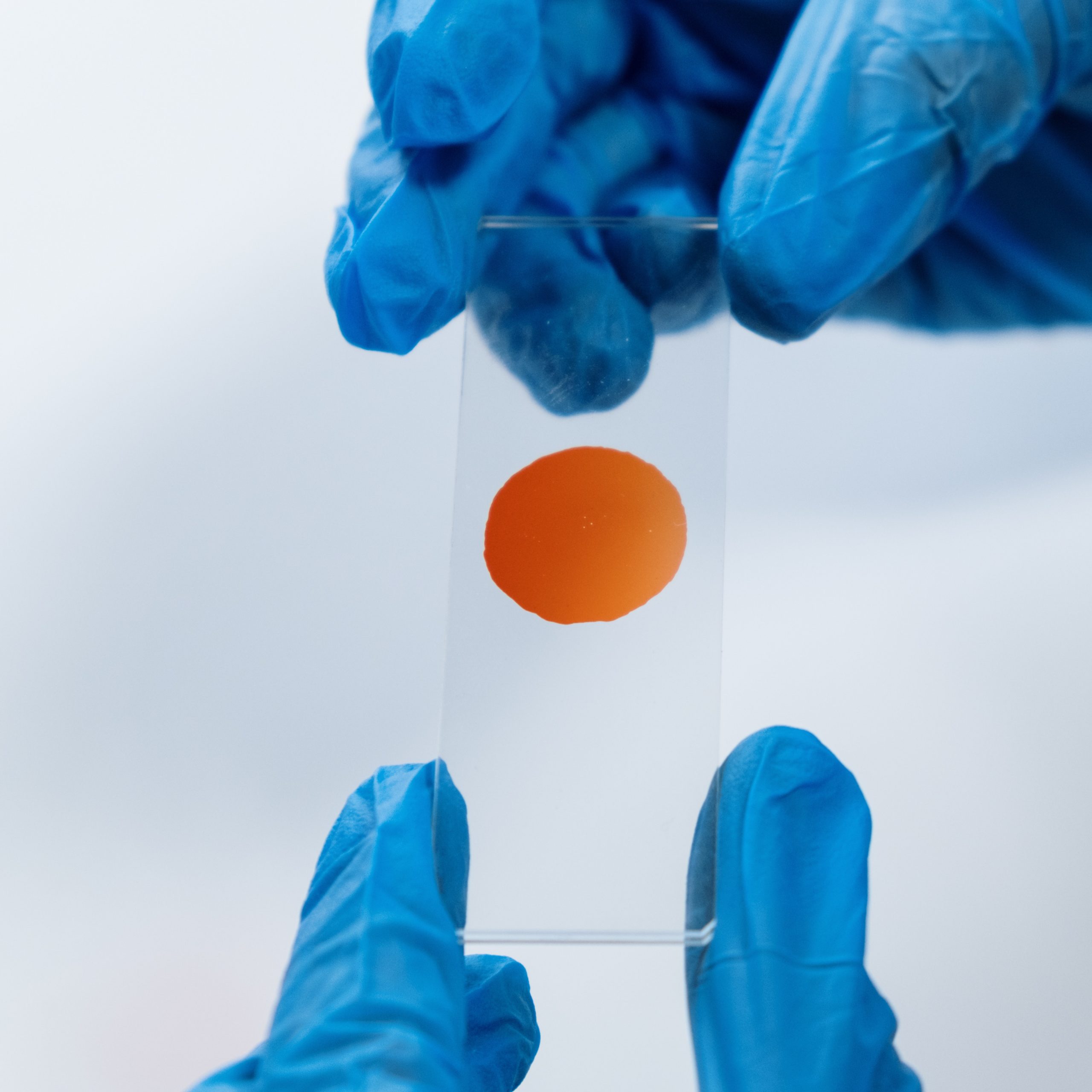 Най-голямото родословно дърво – 27 милиона предци