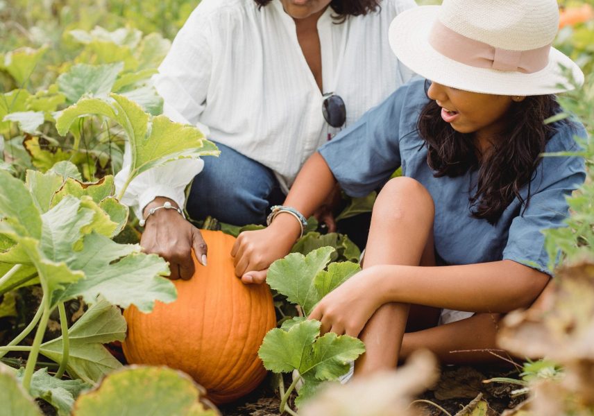 Полезна ли е тиквата за диабетици? polezna-li-e-tikvata-za-diabetitsi-zdravital