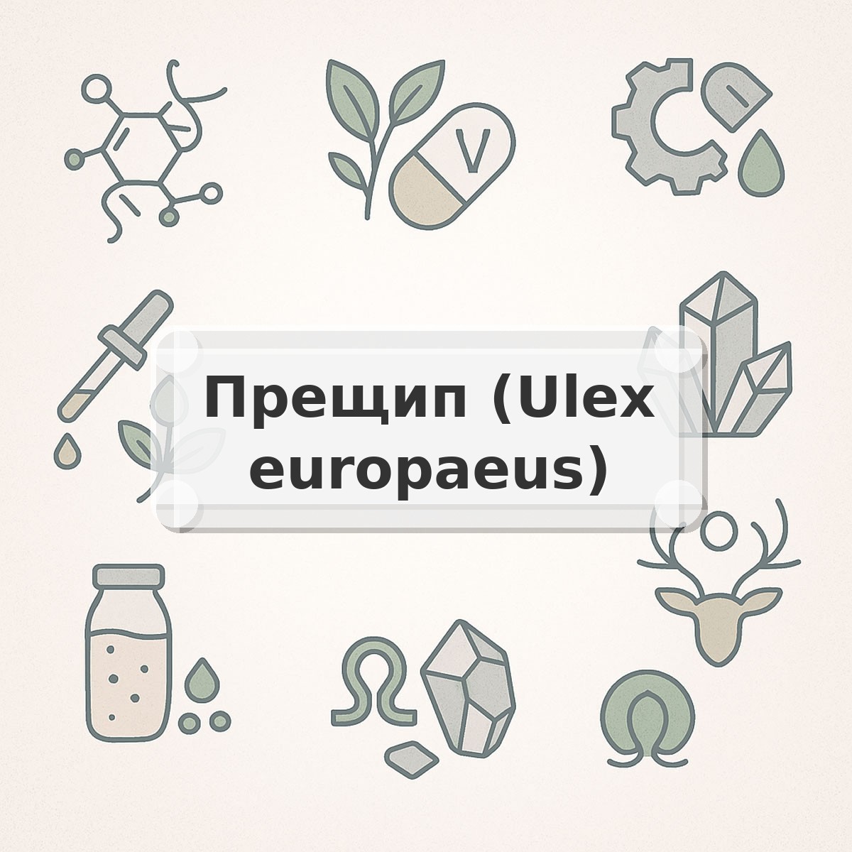 Прещип (Ulex europaeus)