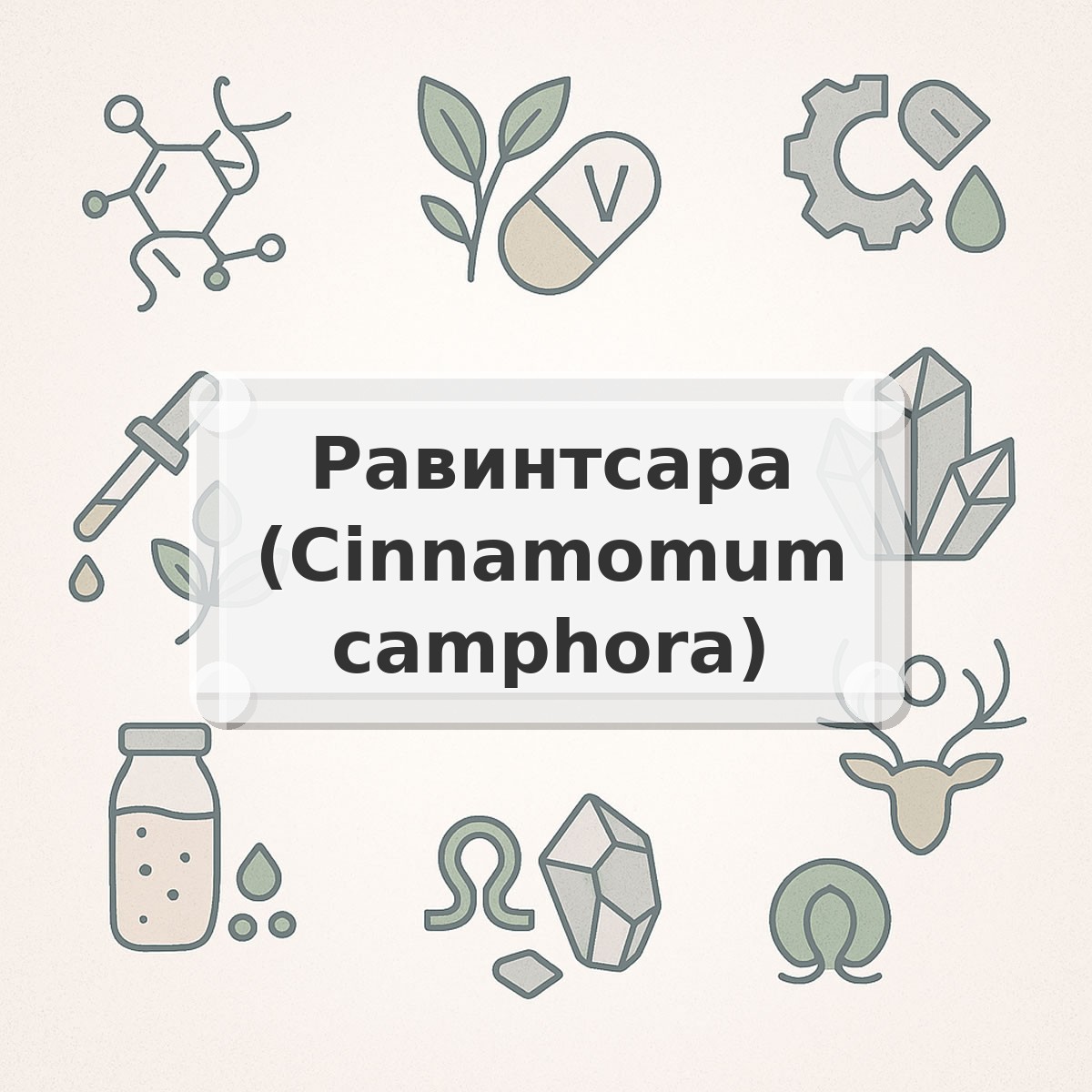 Равинтсара (Cinnamomum camphora)