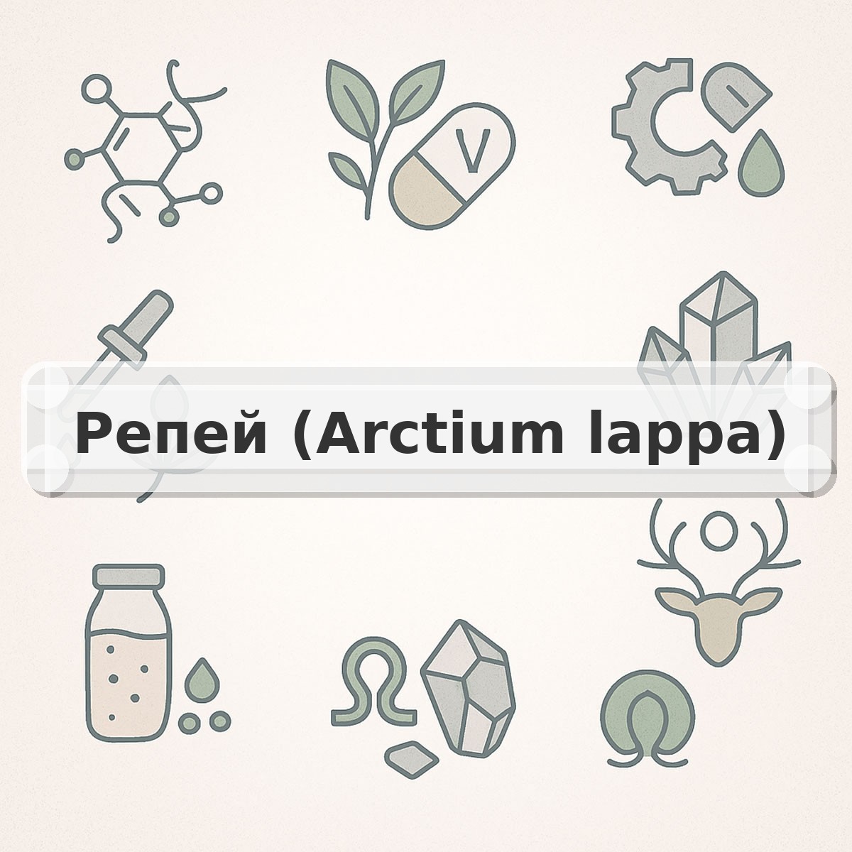 Репей (Arctium lappa)