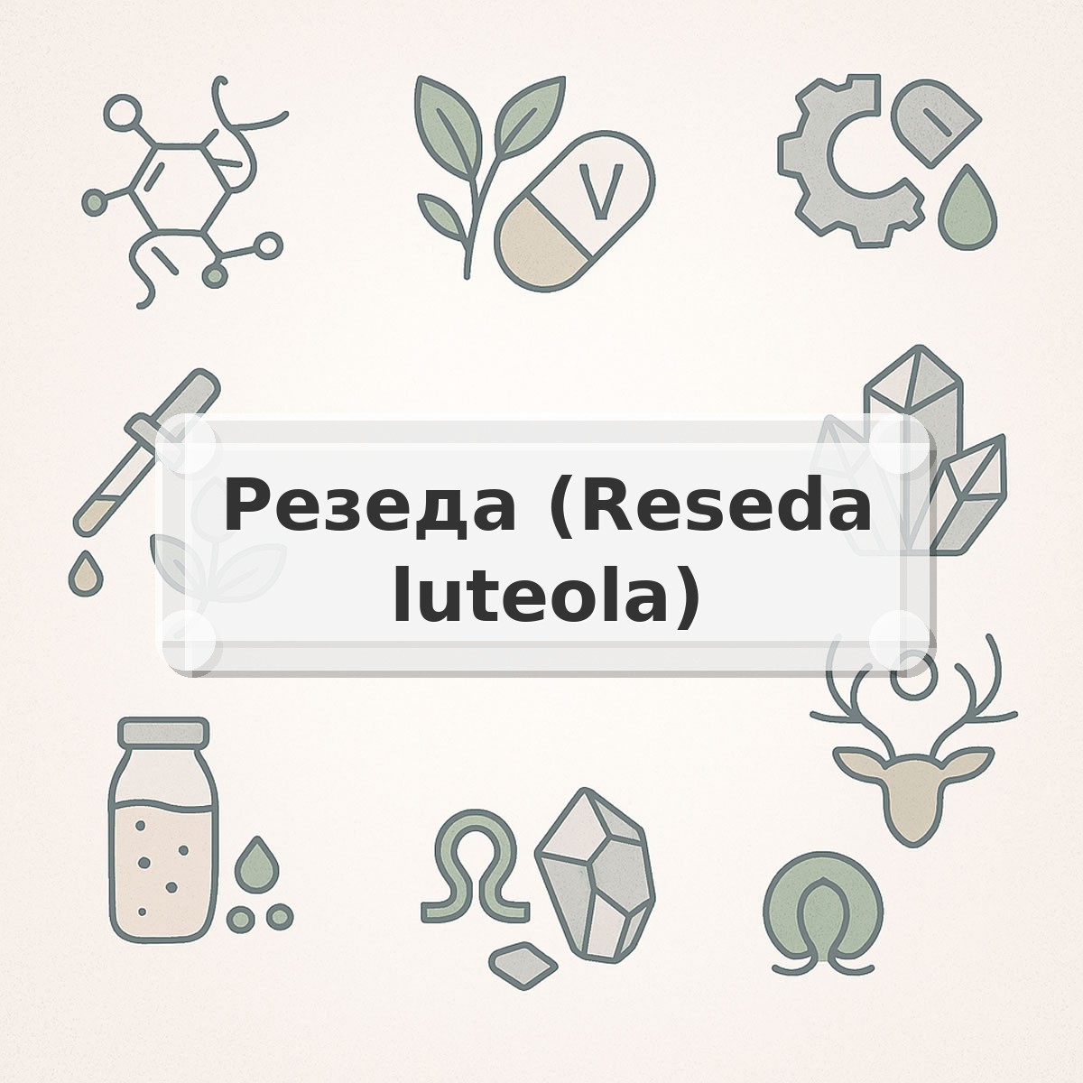 Резеда (Reseda luteola)