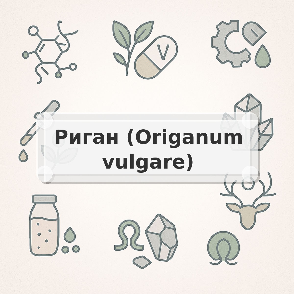 Риган (Origanum vulgare)