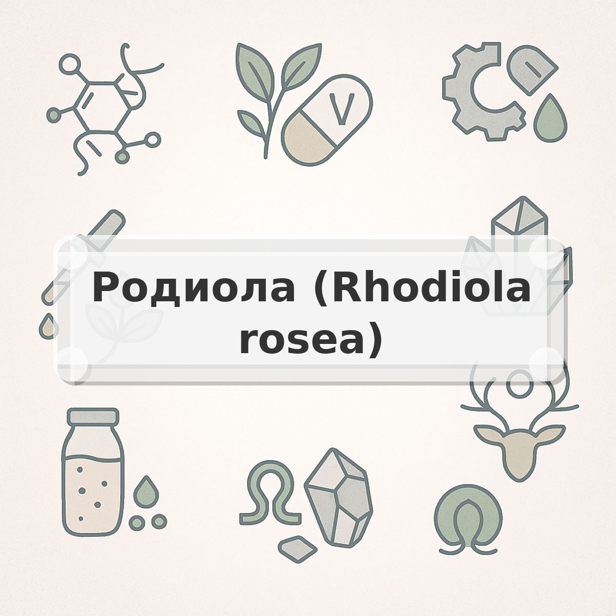 Родиола (Rhodiola rosea)