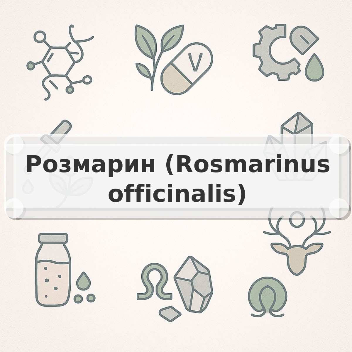 Розмарин (Rosmarinus officinalis)