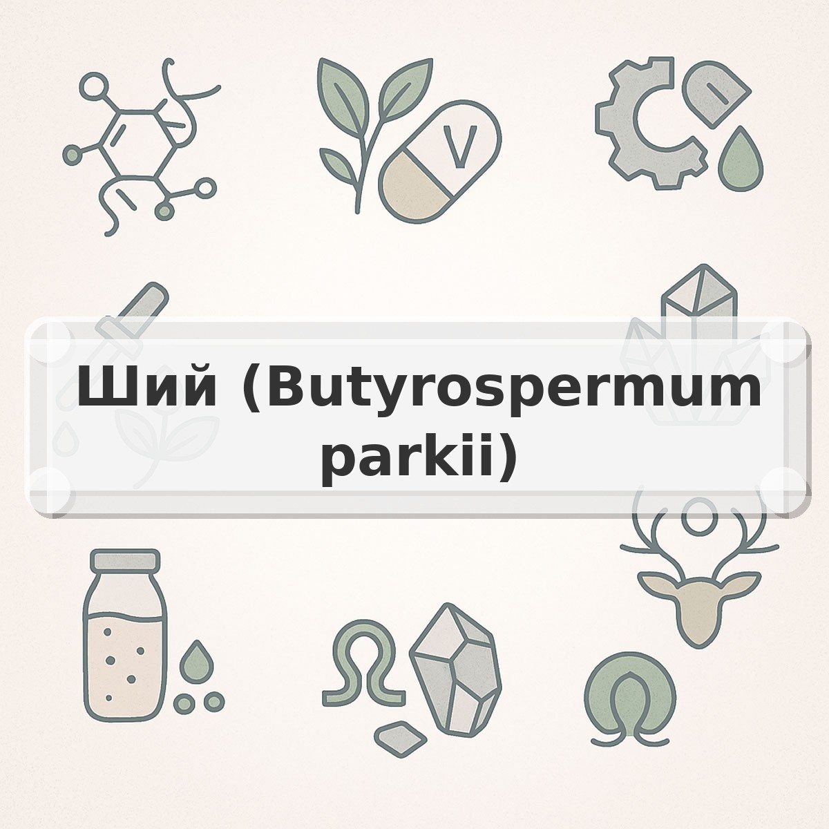 Ший (Butyrospermum parkii)