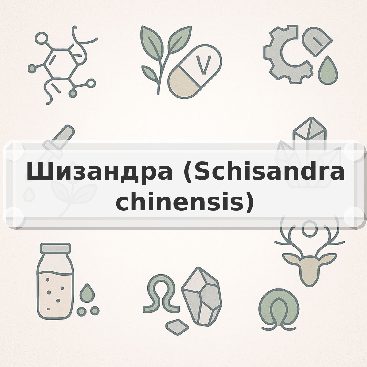 Шизандра (Schisandra chinensis)