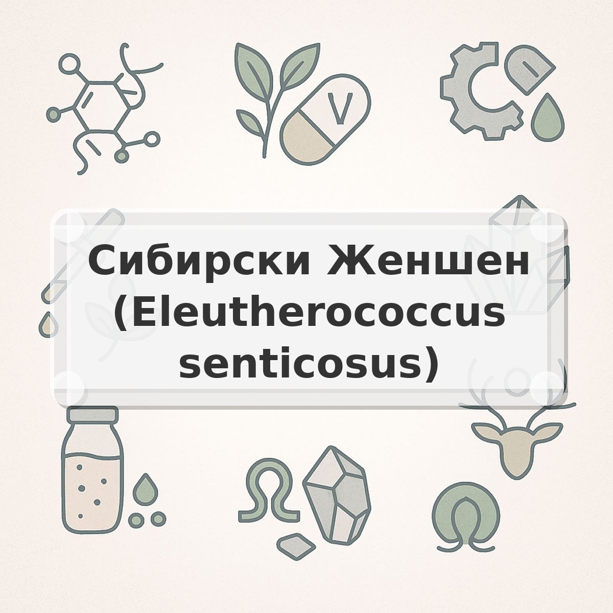 Сибирски Женшен (Eleutherococcus senticosus)