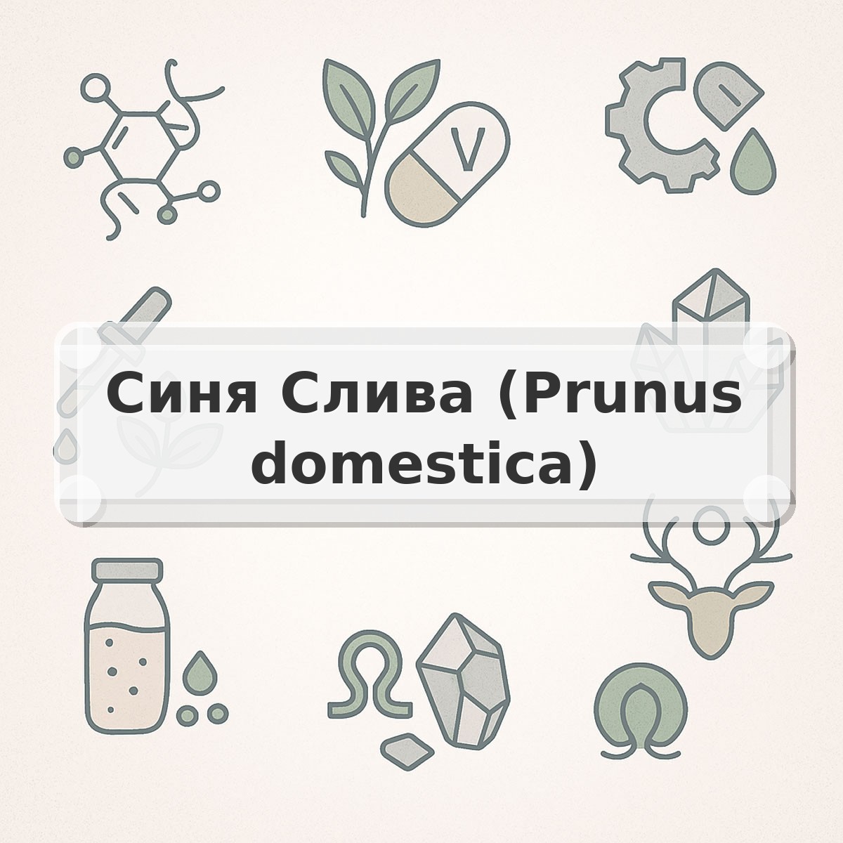 Синя Слива (Prunus domestica)