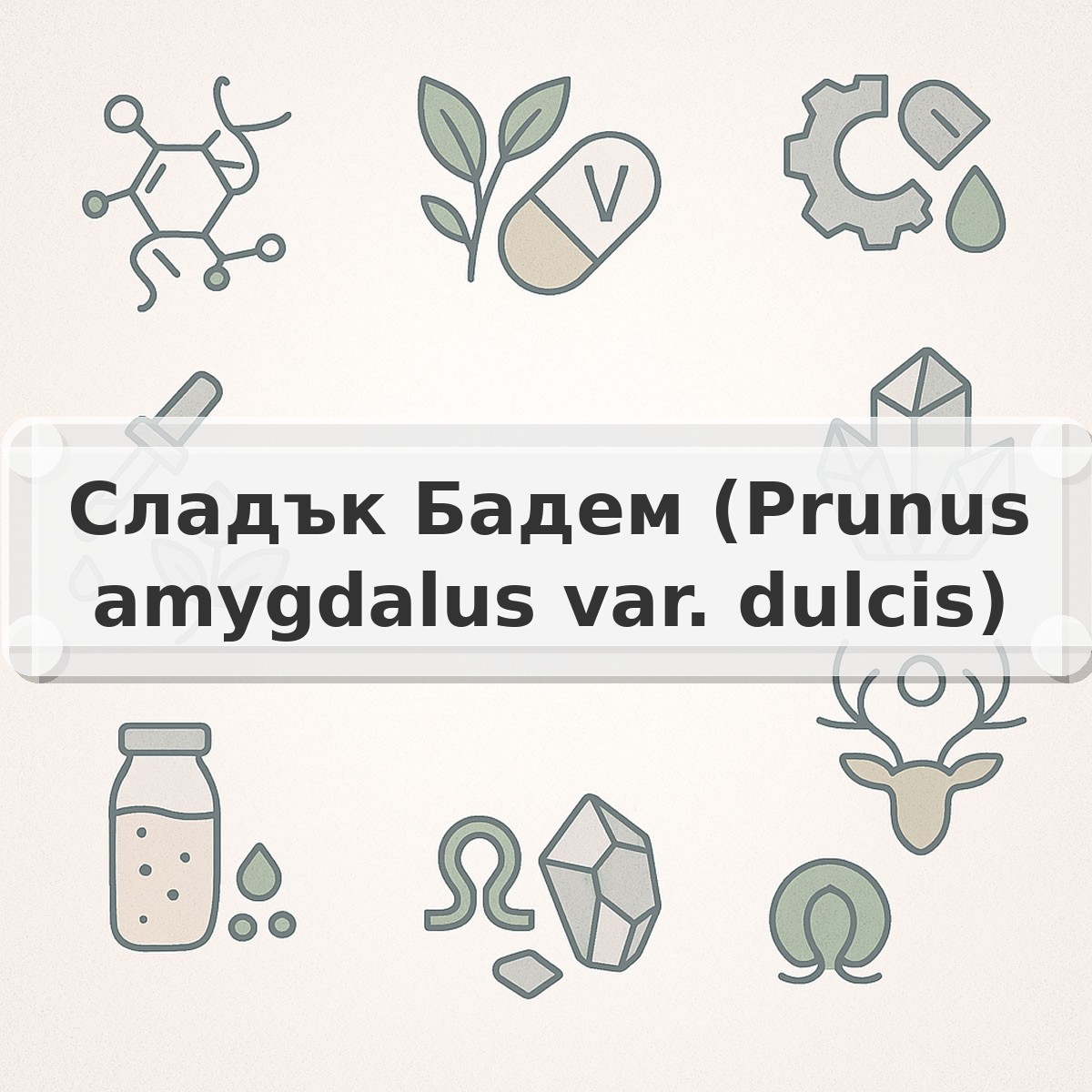 Сладък Бадем (Prunus amygdalus var. dulcis)