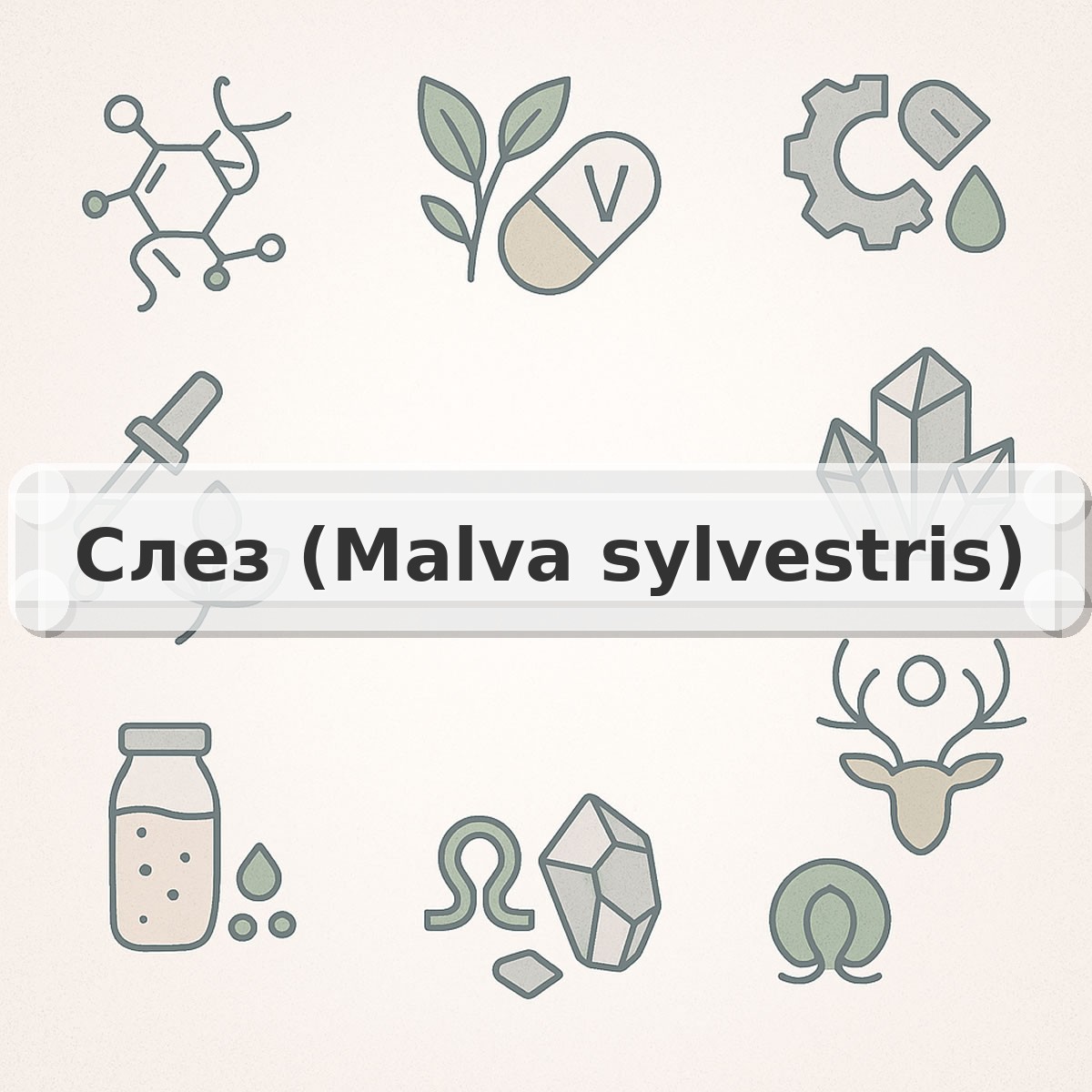 Слез (Malva sylvestris)