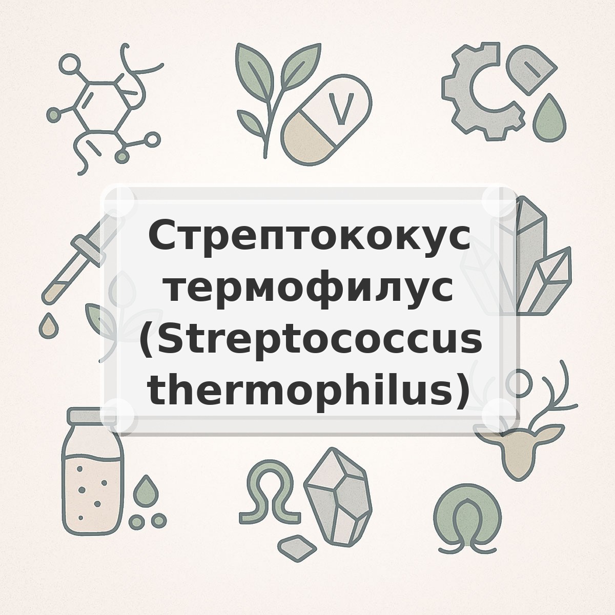 Стрептококус термофилус (Streptococcus thermophilus)