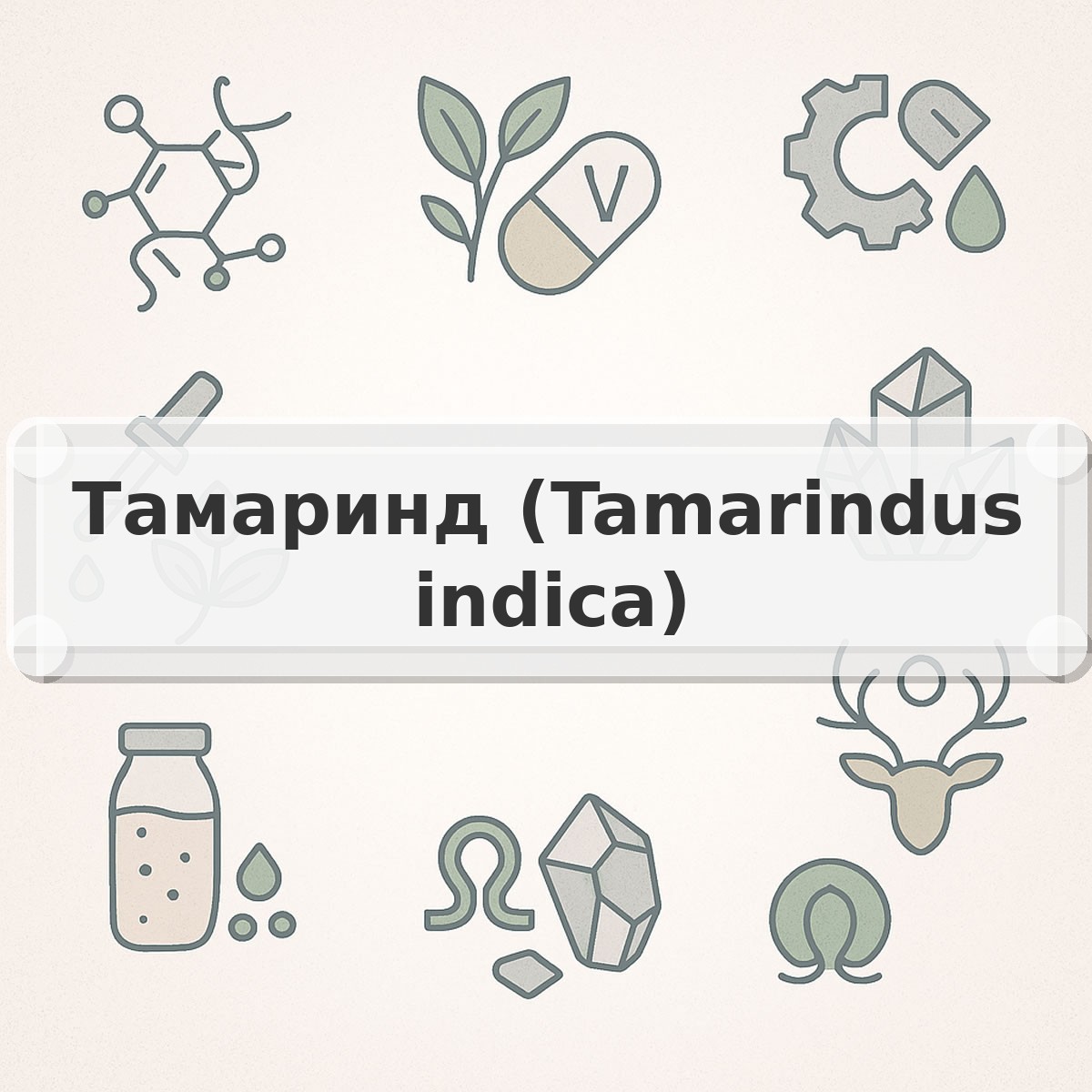 Тамаринд (Tamarindus indica)