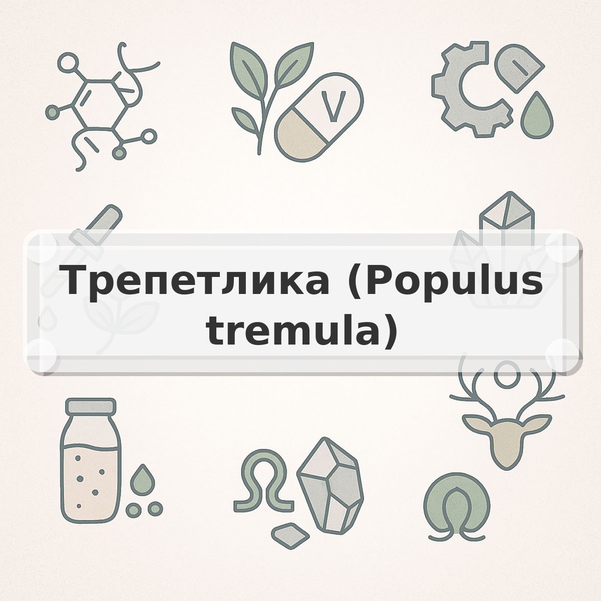 Трепетлика (Populus tremula)