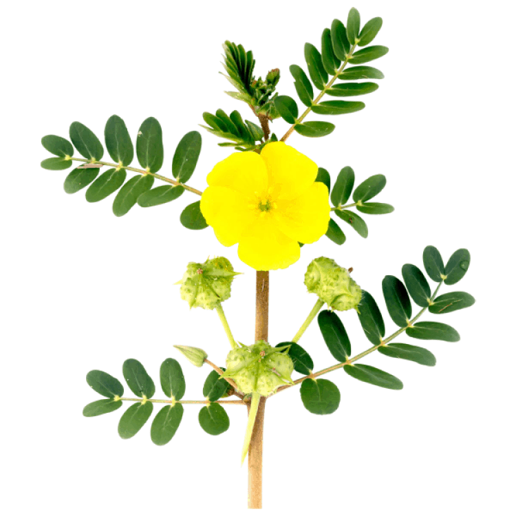 Нарушената сексуална функция при мъжете – тема табу