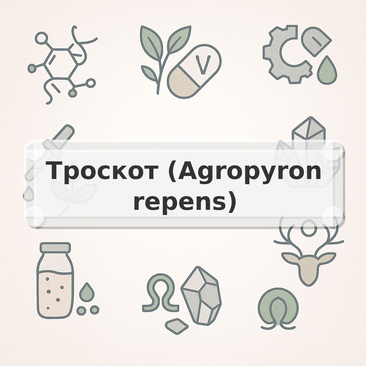 Троскот (Agropyron repens)
