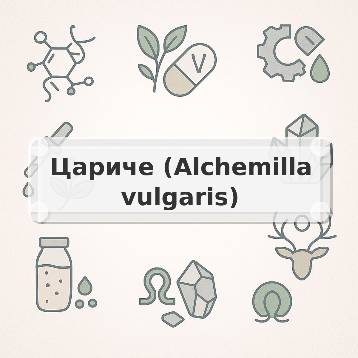 Цариче (Alchemilla vulgaris)