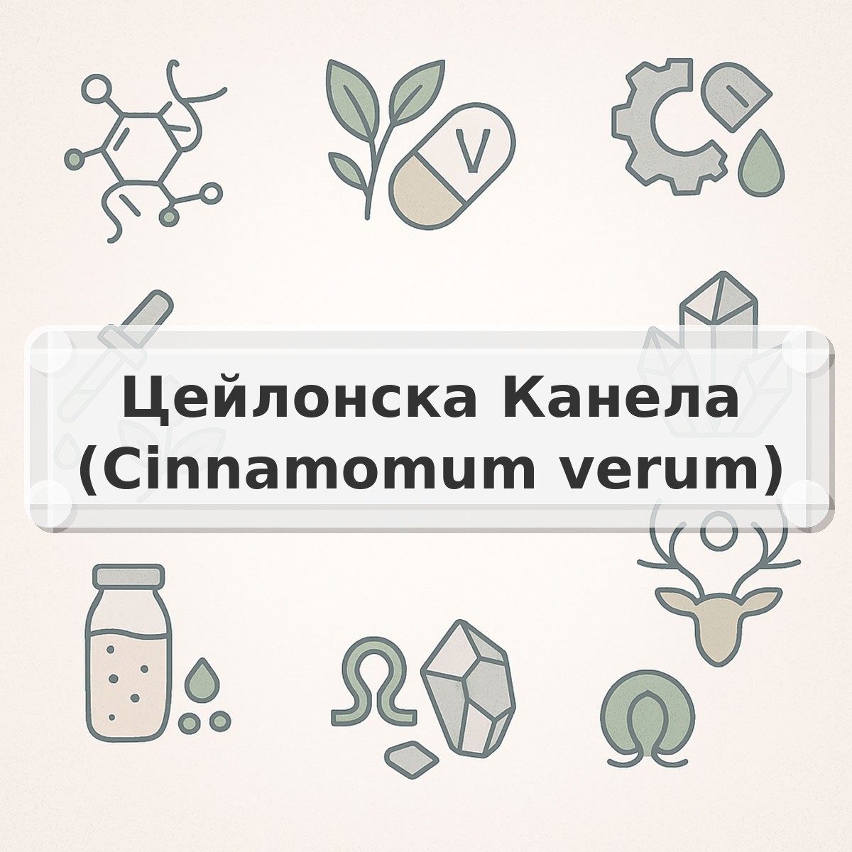 Цейлонска Канела (Cinnamomum verum)