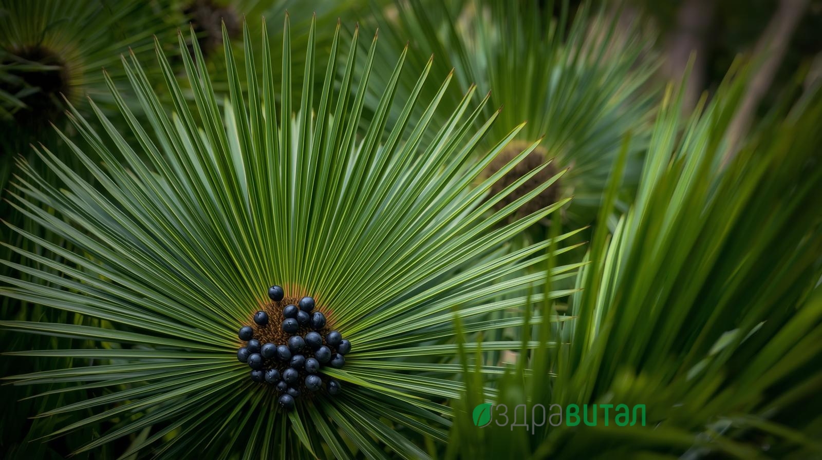 Сао Палмето: действие и прием
