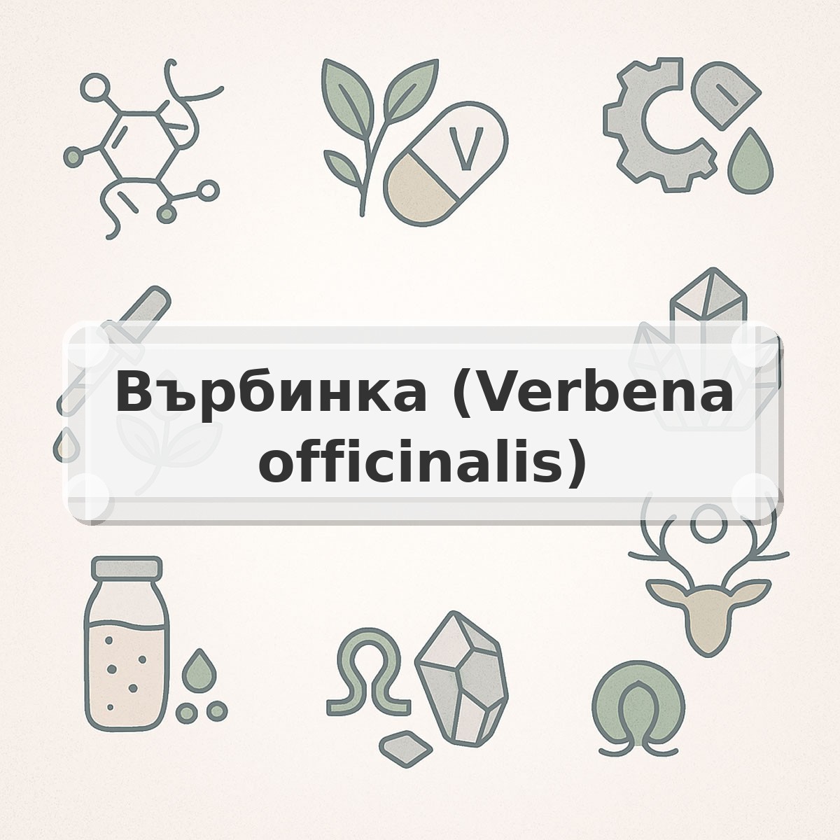 Върбинка (Verbena officinalis)