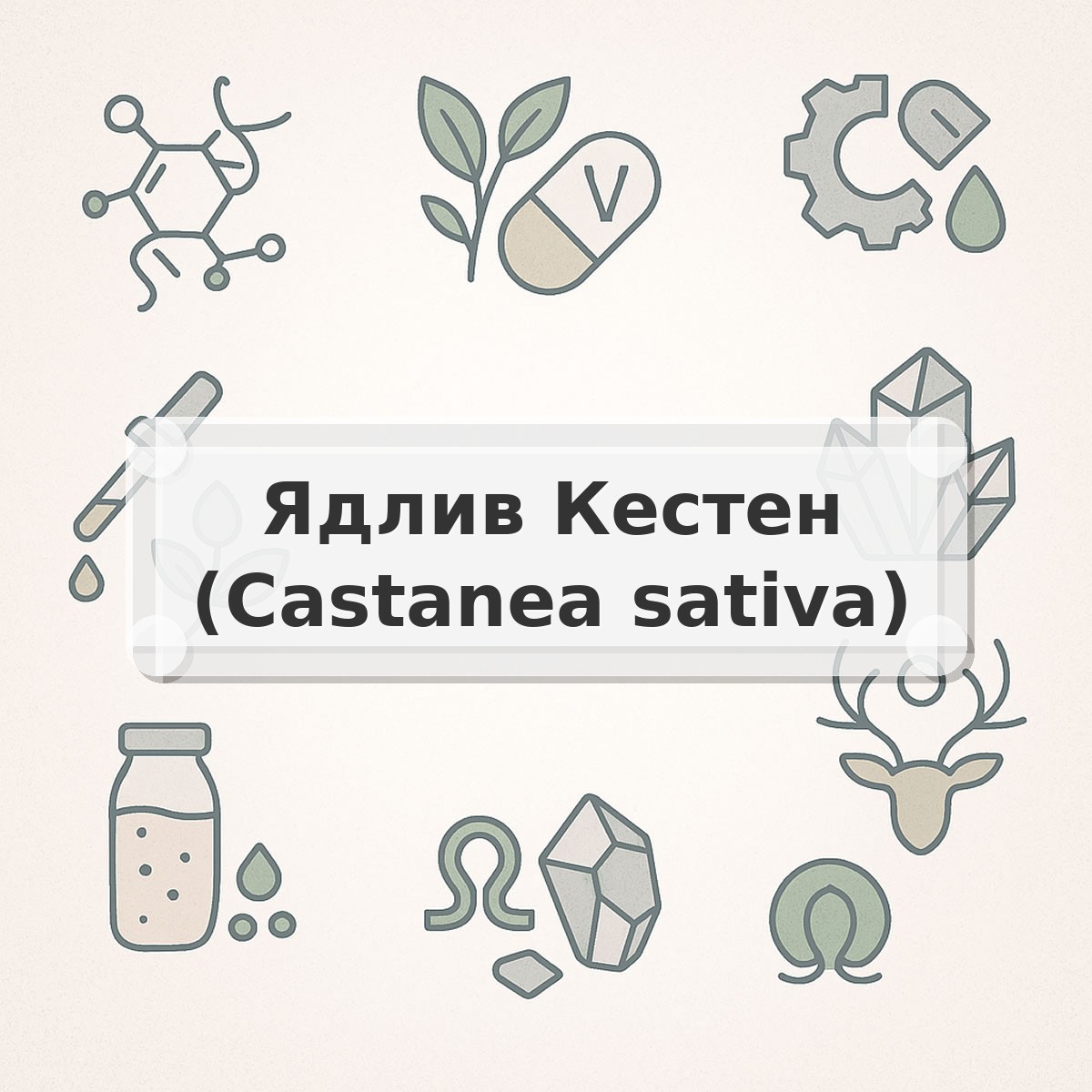 Ядлив Кестен (Castanea sativa)
