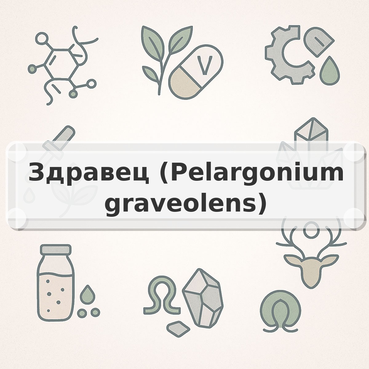 Здравец (Pelargonium graveolens)
