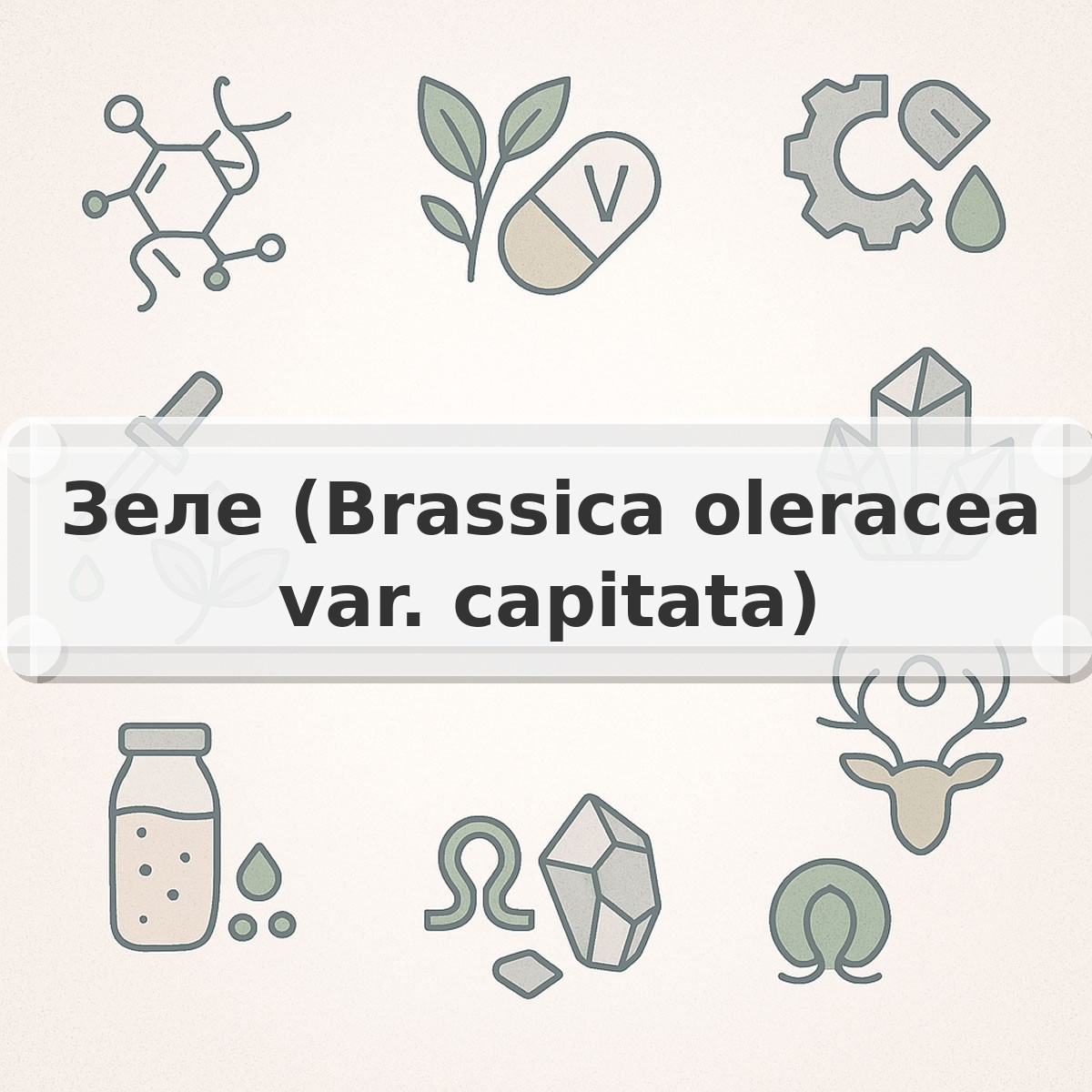Зеле (Brassica oleracea var. capitata)