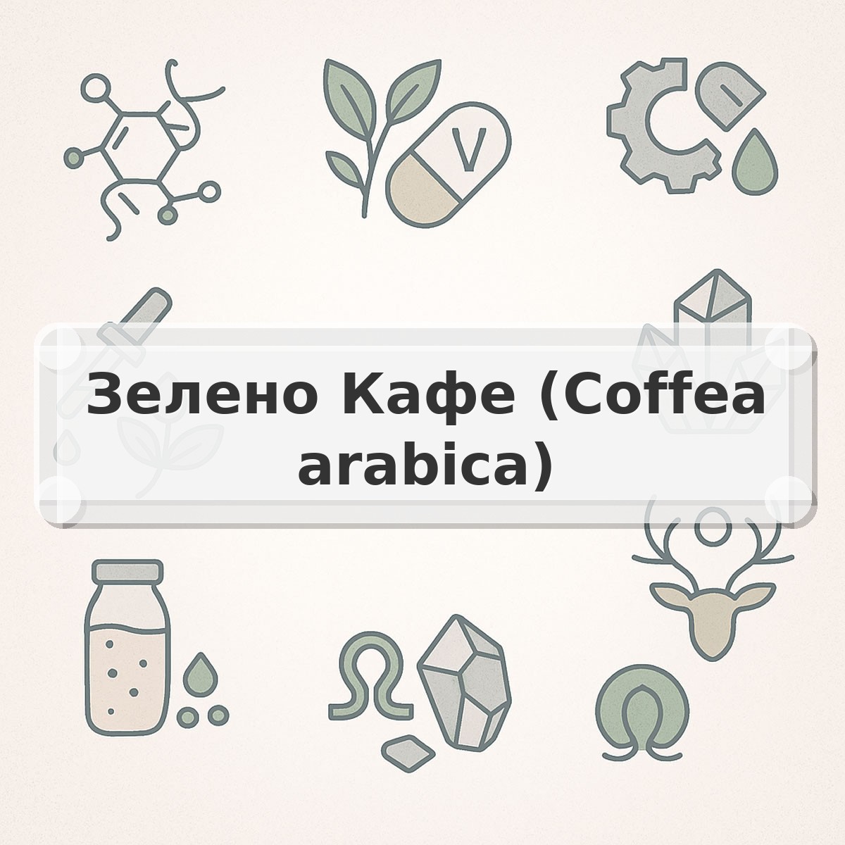 Зелено Кафе (Coffea arabica)