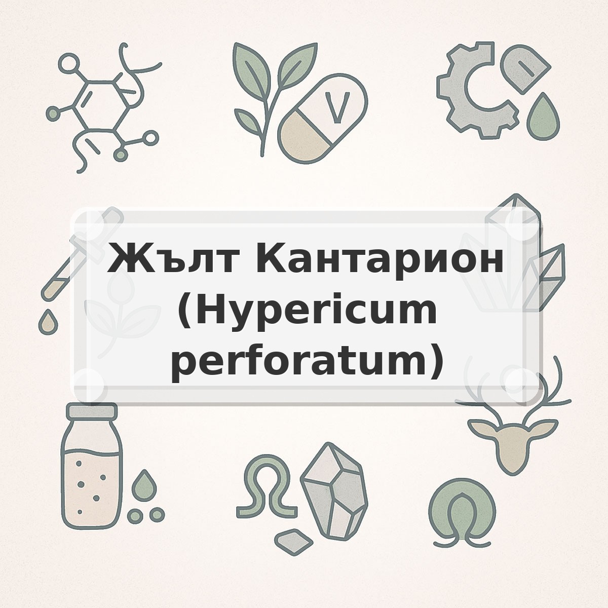 Жълт Кантарион (Hypericum perforatum)