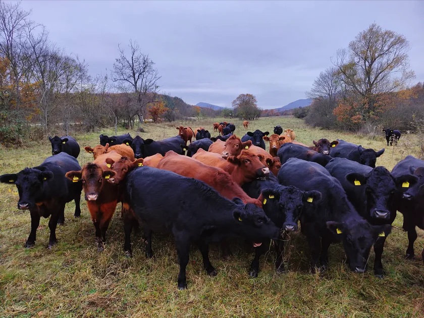 BioAngus на 2 години: когато доверието се отглежда, а качеството има произход