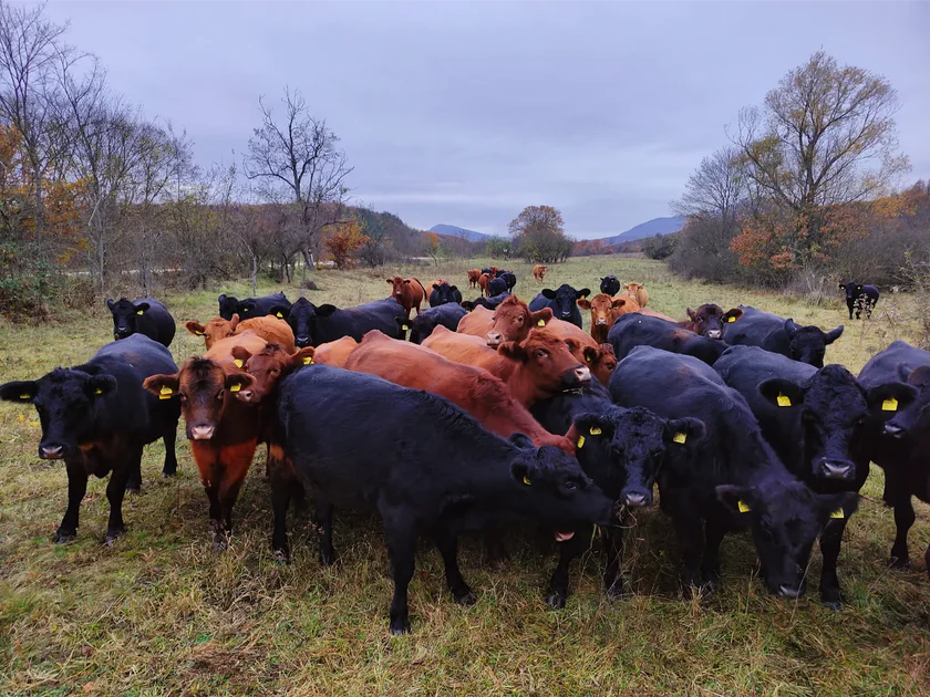 BioAngus на 2 години: когато доверието се отглежда, а качеството има произход