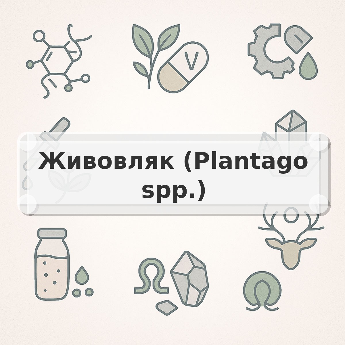 Живовляк (Plantago spp.)