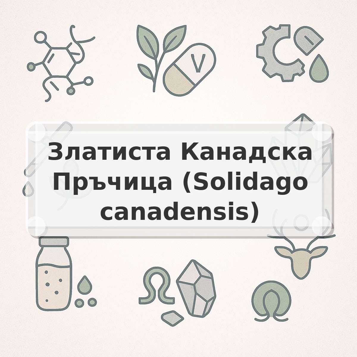 Златиста Канадска Пръчица (Solidago canadensis)