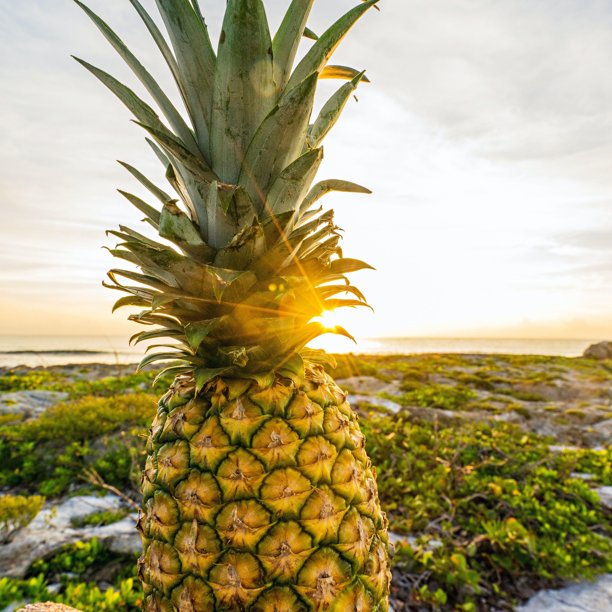 Кои храни могат да повишат серотонина в тялото ни?