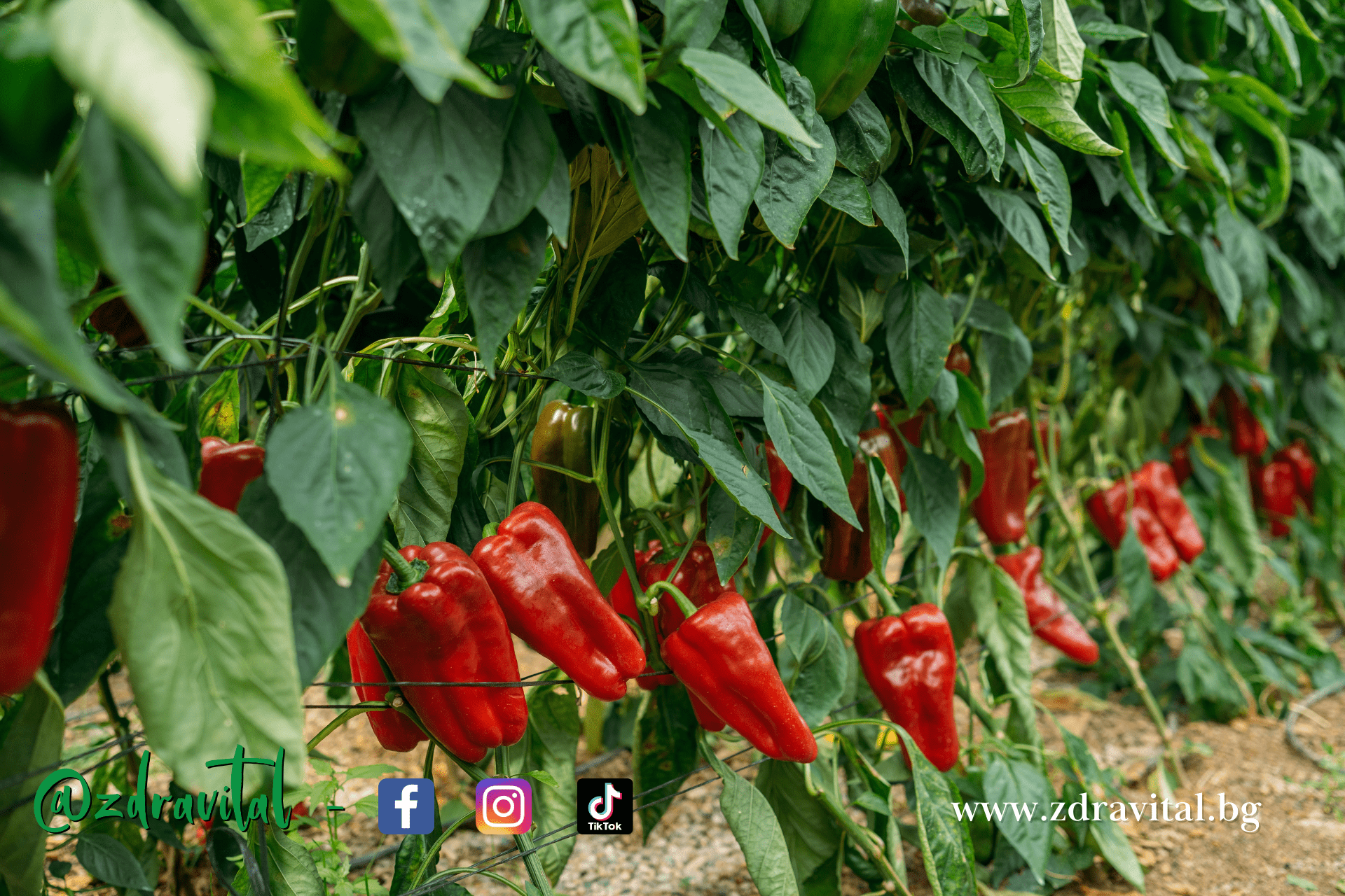 Устойчиво хранене – какво е това?